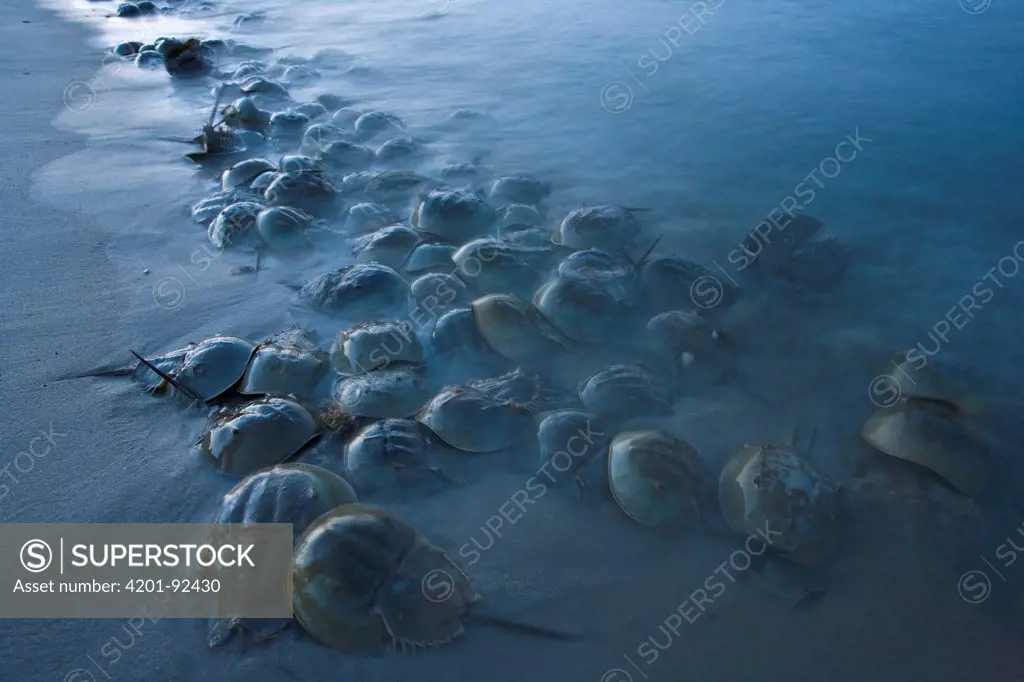 Horseshoe Crab (Limulus polyphemus) group crawling ashore during high tide to lay their eggs, Primehook Beach, Delaware