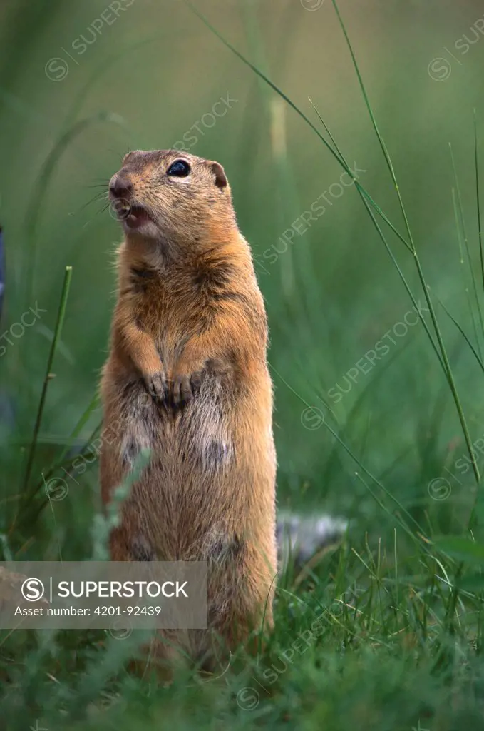 Long-tailed Ground Squirrel (Spermophilus undulatus) on lookout, Mongolia