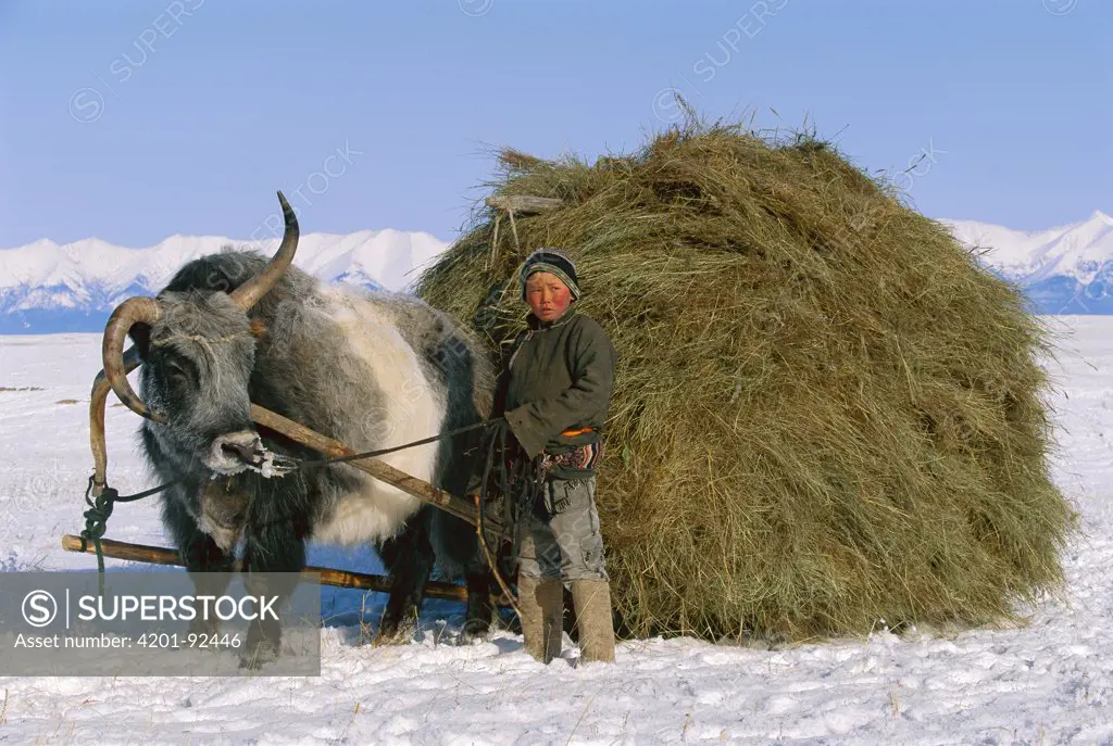 Yak (Bos grunniens mutus) and boy with sled carrying hay, Darkhad Depression, Mongolia