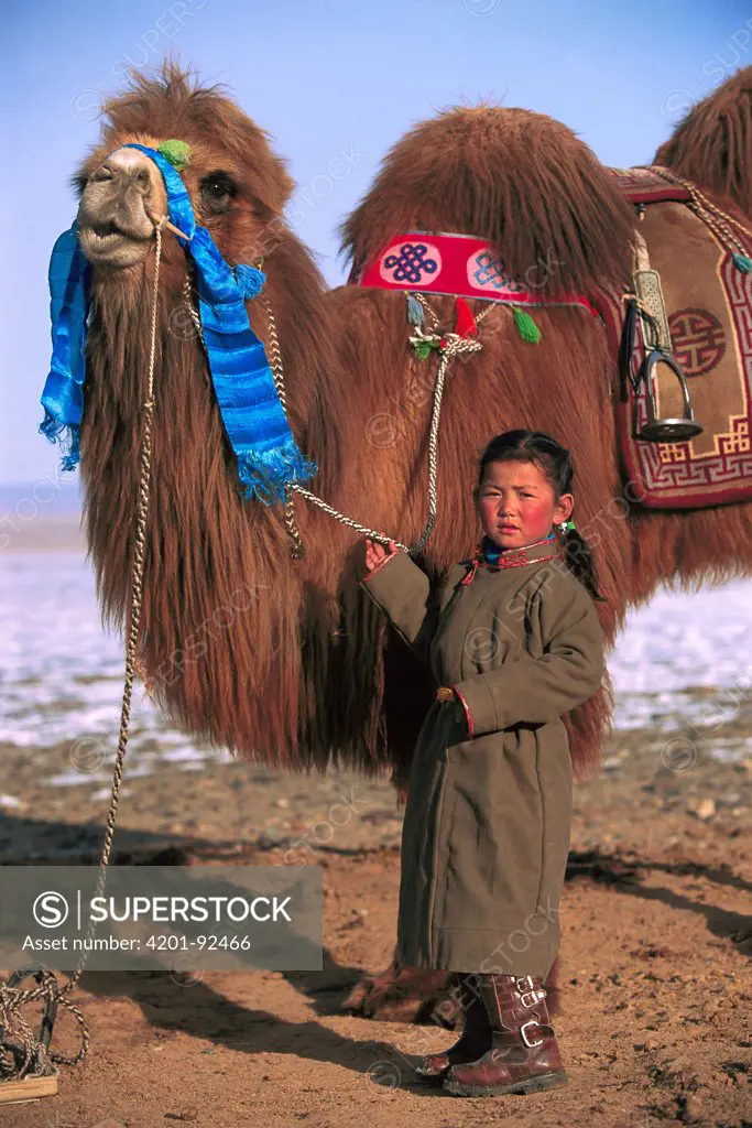Bactrian Camel (Camelus bactrianus) and young girl, Gobi Desert, Mongolia