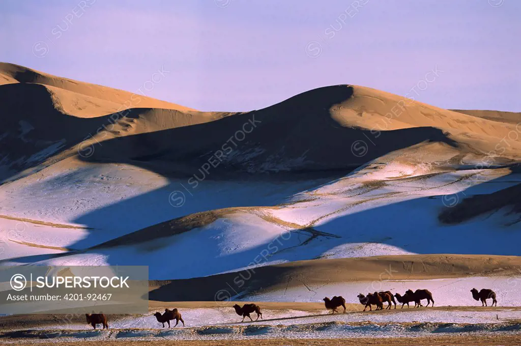Bactrian Camel (Camelus bactrianus) group in dunes, Hongryn Eels, Gobi Desert, Mongolia
