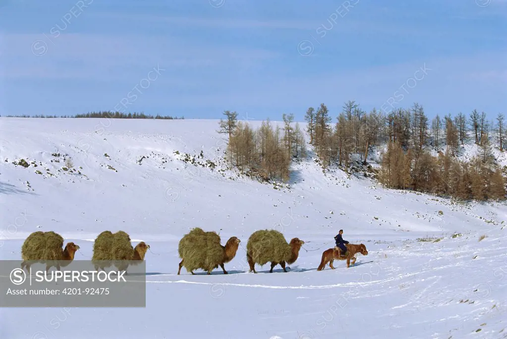 Bactrian Camel (Camelus bactrianus) caravan packing hay, Darkhad Depression, Mongolia