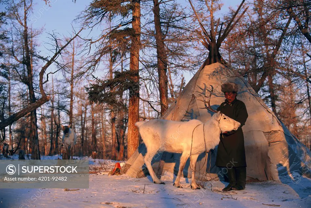 Mountain Reindeer (Rangifer tarandus tarandus) with Dukha man in taiga, Mongolia