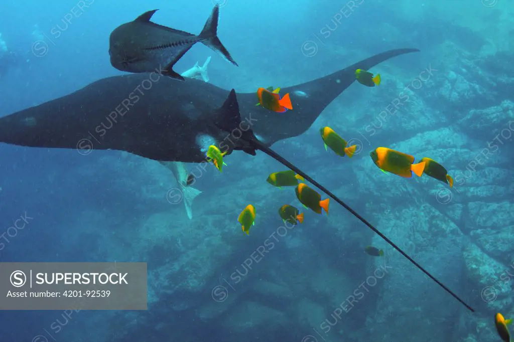 Clarion Angelfish (Holacanthus clarionensis) group following Manta Ray (Manta birostris) to pick up food bits, Revillagigedos Islands, Mexico