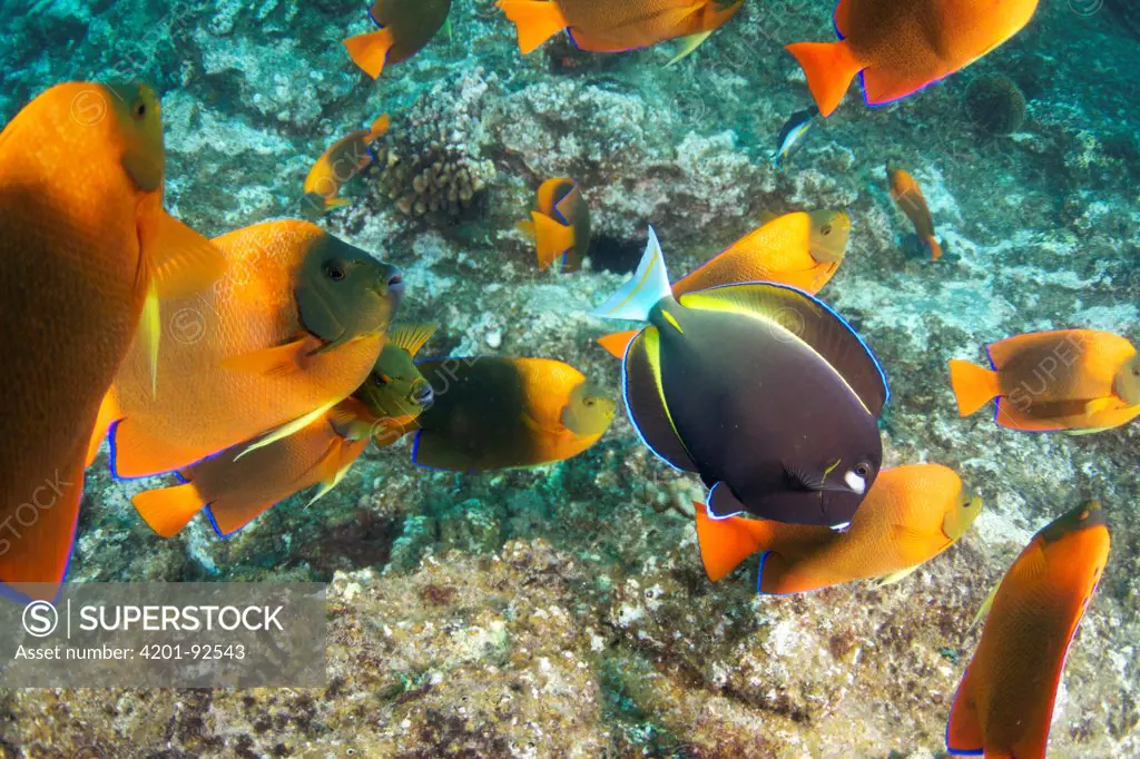 Whitecheek Surgeonfish (Acanthurus nigricans) in school of Clarion Angelfish (Holacanthus clarionensis), Revillagigedos Islands, Mexico