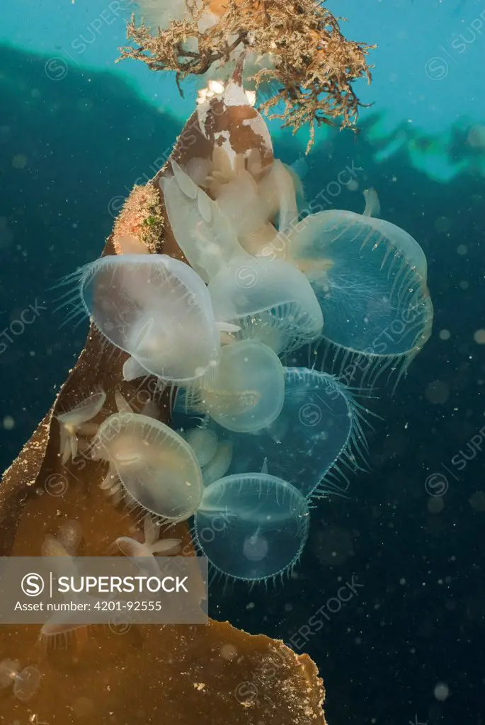 Lion Nudibranch (Melibe leonina) group on kelp blade with hoods extended as they feed in the ocean current, Vancouver Island, British Columbia, Canada