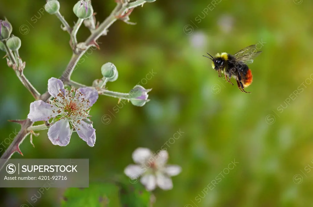 Early Bumblebee (Bombus pratorum) flying, England