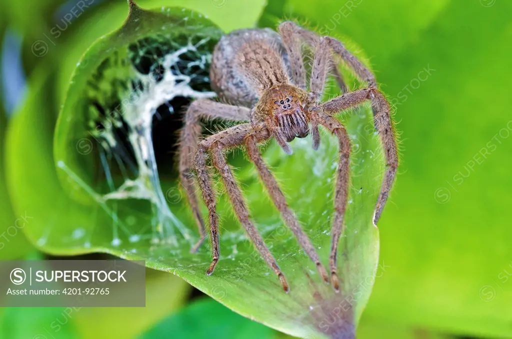 Wandering Spider (Cupiennius bimaculatus) female with egg sac at the entrance to her lair within a bromeliad, Mindo, western slope of Andes, Ecuador