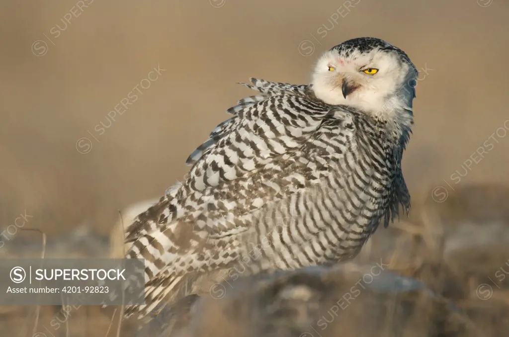 Snowy Owl (Nyctea scandiaca) sub-adult, Grays Harbor, Washington