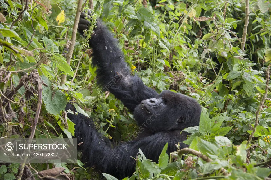 Mountain Gorilla (Gorilla gorilla beringei) silverback pulling down vegetation, Parc National des Volcans, Rwanda