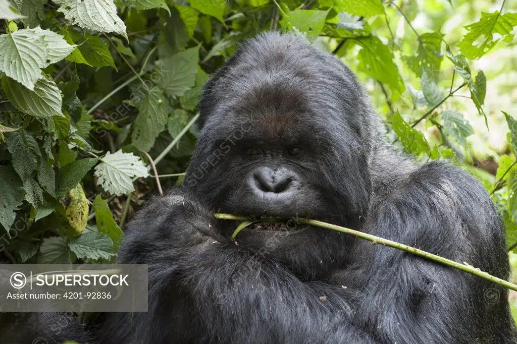 Mountain Gorilla (Gorilla gorilla beringei) silverback feeding, Parc National des Volcans, Rwanda