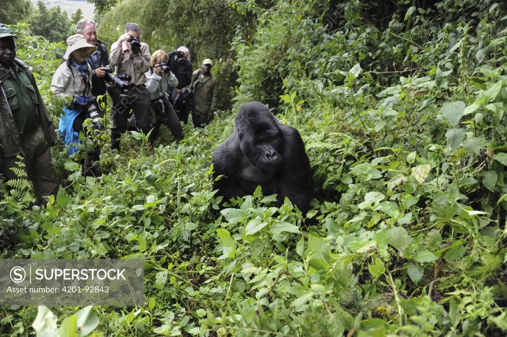 Mountain Gorilla (Gorilla gorilla beringei) tourist group watching silverback, Parc National des Volcans, Rwanda