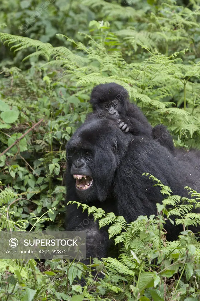 Mountain Gorilla (Gorilla gorilla beringei) mother vocalizing with baby on back, Parc National des Volcans, Rwanda
