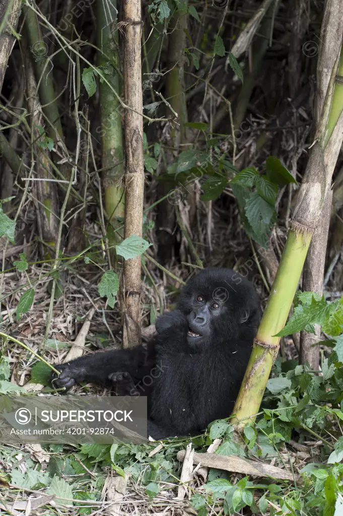 Mountain Gorilla (Gorilla gorilla beringei) juvenile eating bamboo, Parc National des Volcans, Rwanda