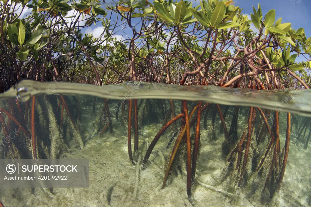 Mangrove (Rhizophoraceae) and Eelgrass (Zostera sp) filter out sediment, Bahamas, Caribbean