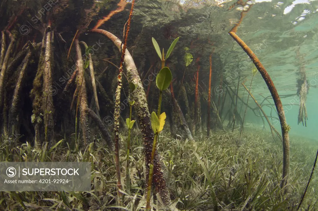 Mangrove (Rhizophoraceae) and Eelgrass (Zostera sp) filter out sediment, Bahamas, Caribbean