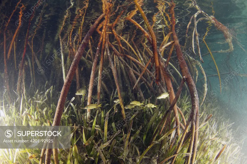 Mangrove (Rhizophoraceae) and Eelgrass (Zostera sp) provide shelter for young fish, Bahamas, Caribbean