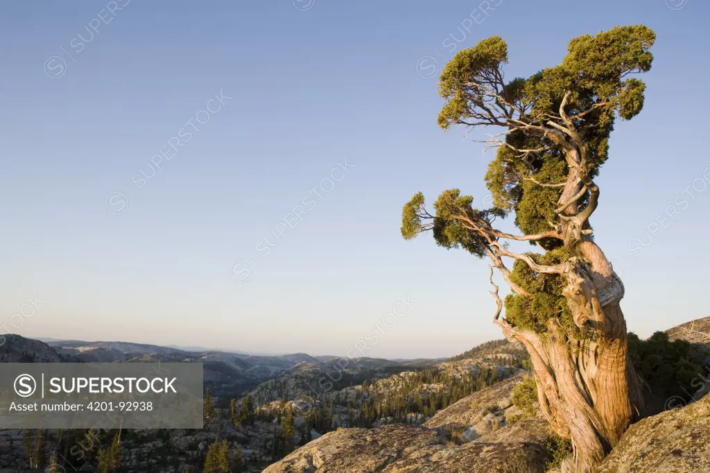 Western Juniper (Juniperus occidentalis) on granite summit at sunrise, Emigrant Wilderness, Stanislaus National Forest, Sierra Nevada, California