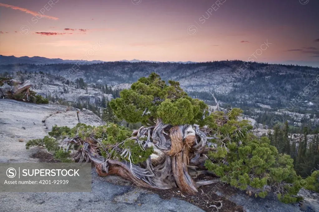 Western Juniper (Juniperus occidentalis) on granite summit stunted by strong winds, Emigrant Wilderness, Stanislaus National Forest, Sierra Nevada, California