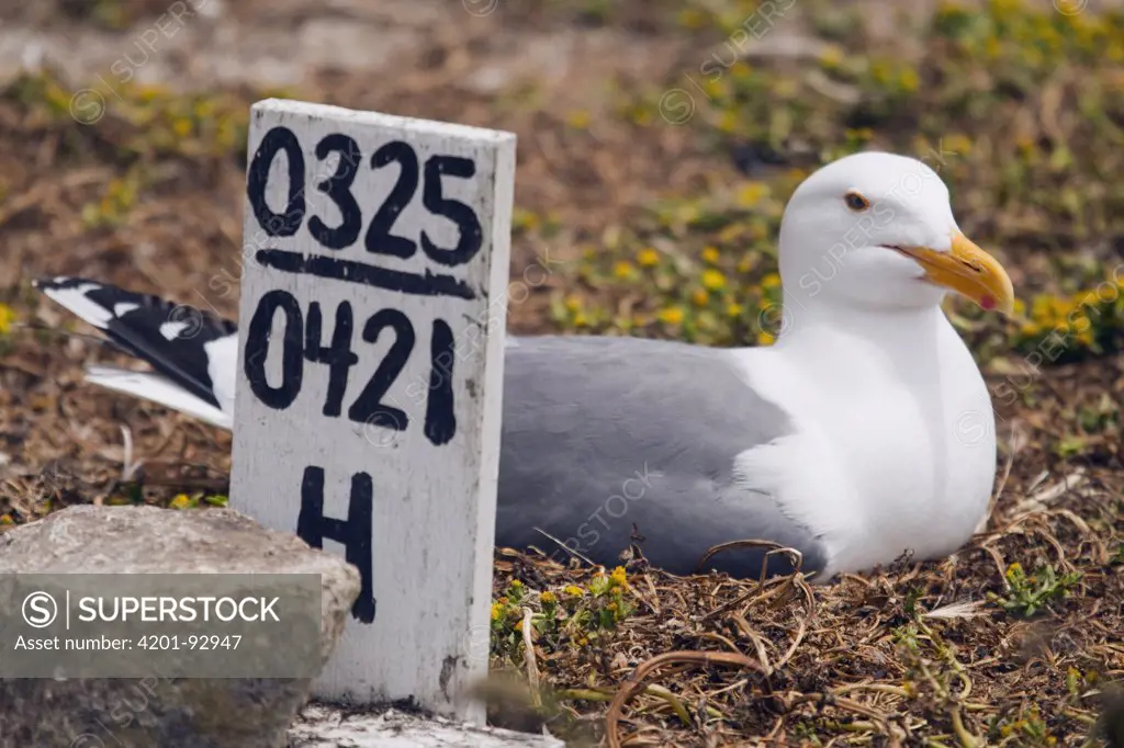 Western Gull (Larus occidentalis) incubating on nest with research sign stating the nesting pattern of this individual, South Farallon Islands, Farallon Islands, Farallon National Wildlife Refuge, California