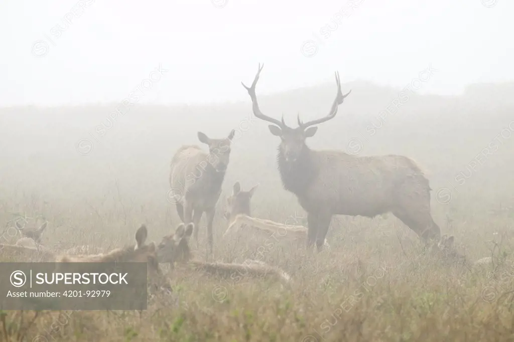 Tule Elk (Cervus elaphus nannodes) dominant bull with harem during rut in fog, Point Reyes National Seashore, California