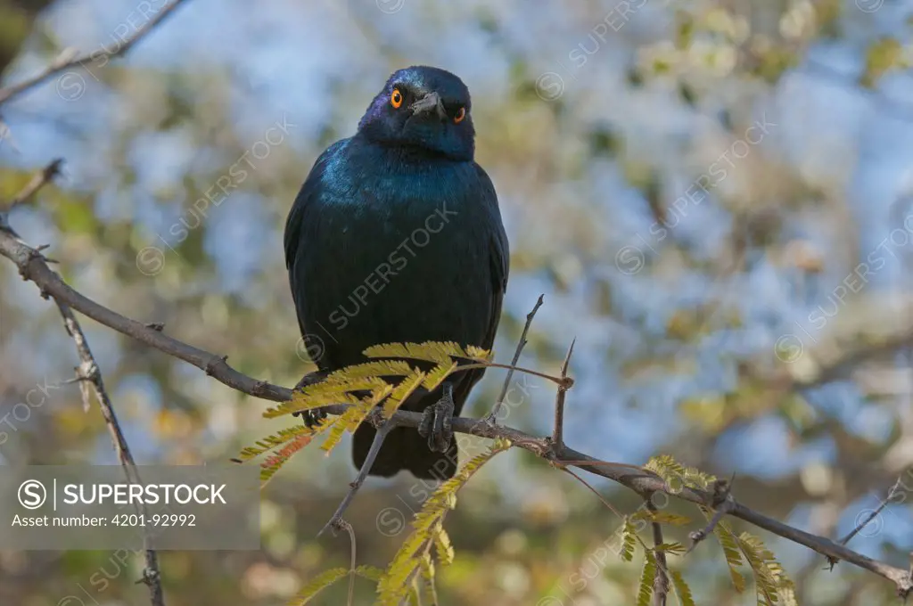 Greater Blue-eared Glossy-Starling (Lamprotornis chalybaeus), Kruger National Park, South Africa