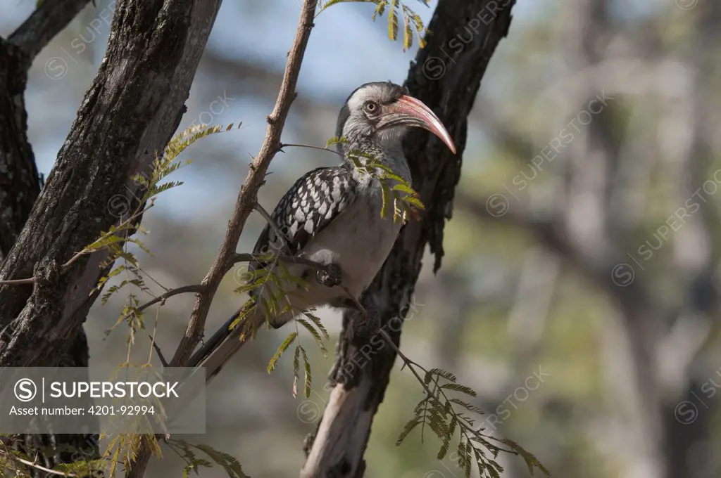 Red-billed Hornbill (Tockus erythrorhynchus), South Africa