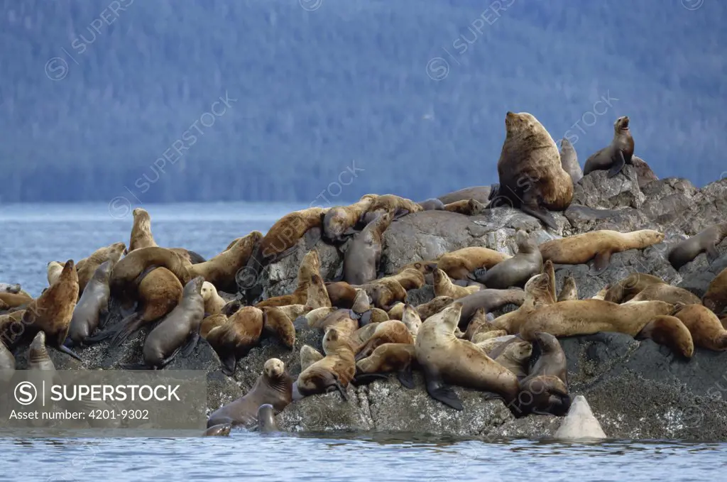 Steller's Sea Lion (Eumetopias jubatus) group congregating on rock, West Brothers Island, Inside Passage, Alaska