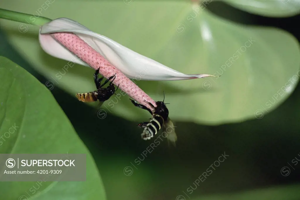 Maraval Lily (Spathiphyllum cannifolium) with pollinating bees climbing on spadix, Trinidad, West Indies