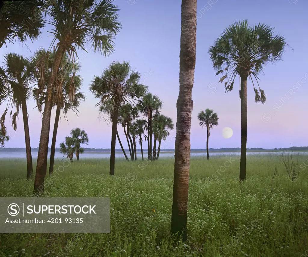 Cabbage Palm (Sabal sp) trees and moon, Myakka River State Park, Florida