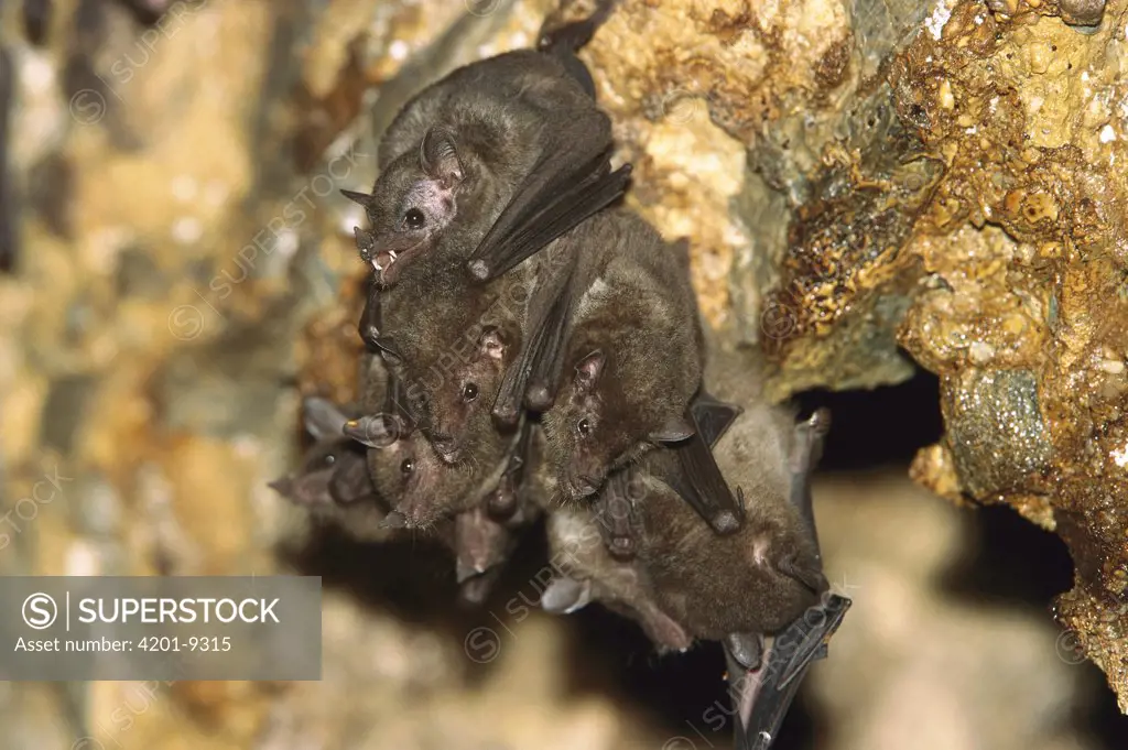 Bat group hanging from ceiling of Aripo Caves, Trinidad, West Indies, Caribbean
