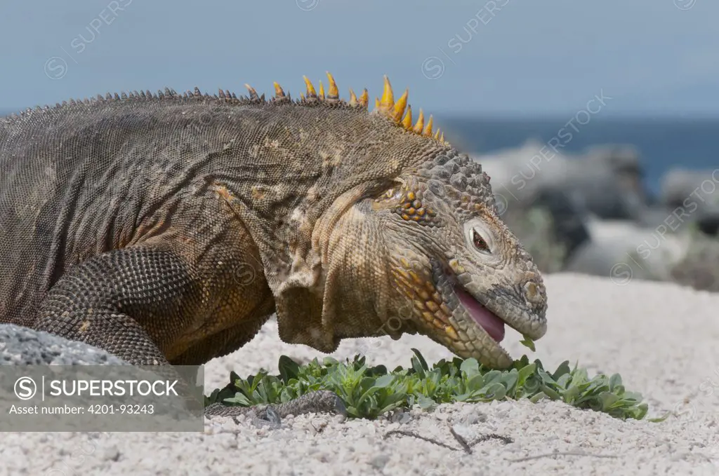 Galapagos Land Iguana (Conolophus subcristatus) feeding on beach plant,  North Seymour Island, Galapagos Islands, Ecuador