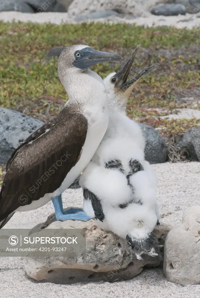 Blue-footed Booby (Sula nebouxii) parent with begging chick, North Seymour Island, Galapagos islands, Ecuador