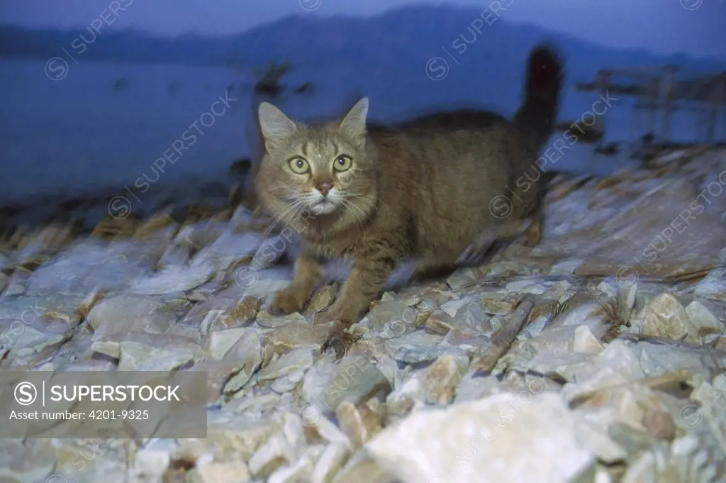 Domestic Cat (Felis catus) walking on rocky shore at dusk, Europe