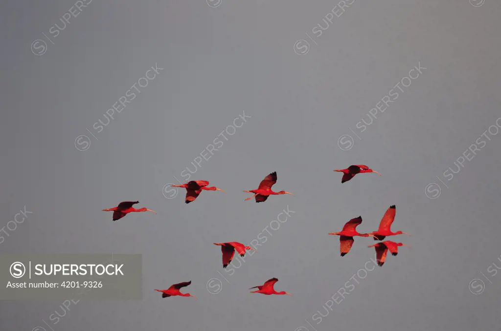Scarlet Ibis (Eudocimus ruber) flock flying, Trinidad, West Indies
