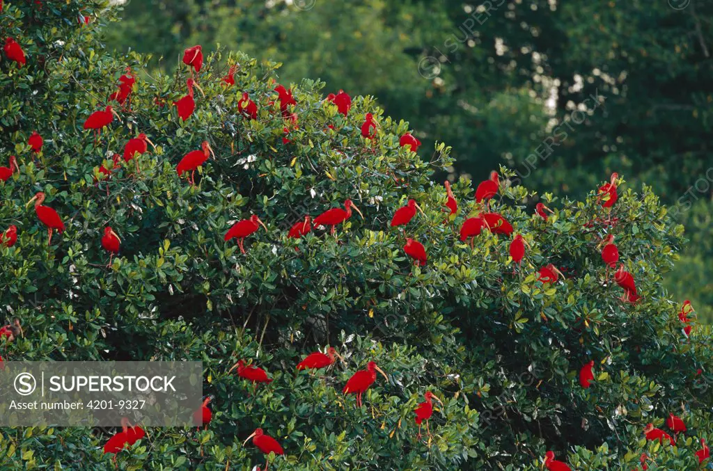 Scarlet Ibis (Eudocimus ruber) flock roosting in tree, Trinidad, West Indies, Caribbean