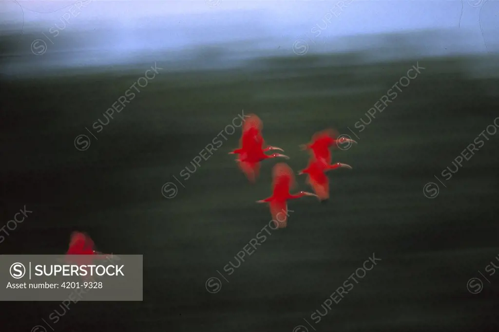 Scarlet Ibis (Eudocimus ruber) flock flying, Trinidad, West Indies, Caribbean