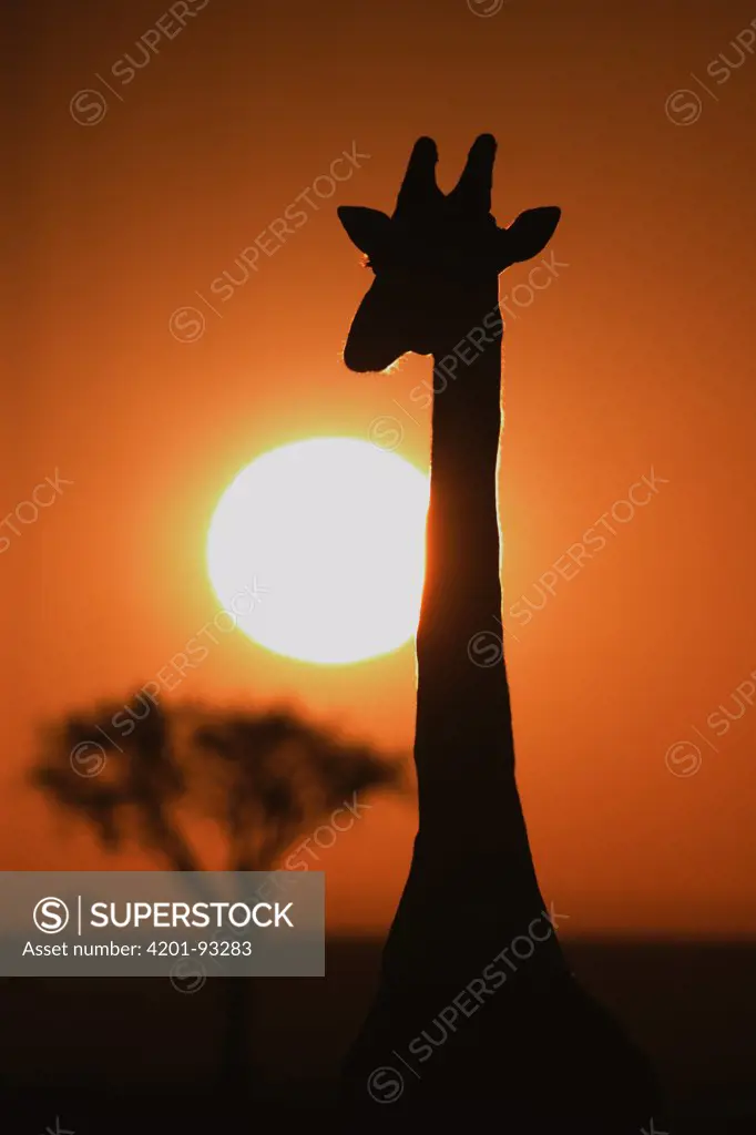 Masai Giraffe (Giraffa camelopardalis tippelskirchi) at sunrise, Masai Mara, Kenya