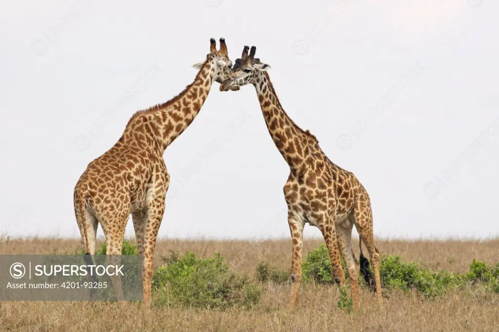 Masai Giraffe (Giraffa camelopardalis tippelskirchi) males fighting, Masai Mara, Kenya