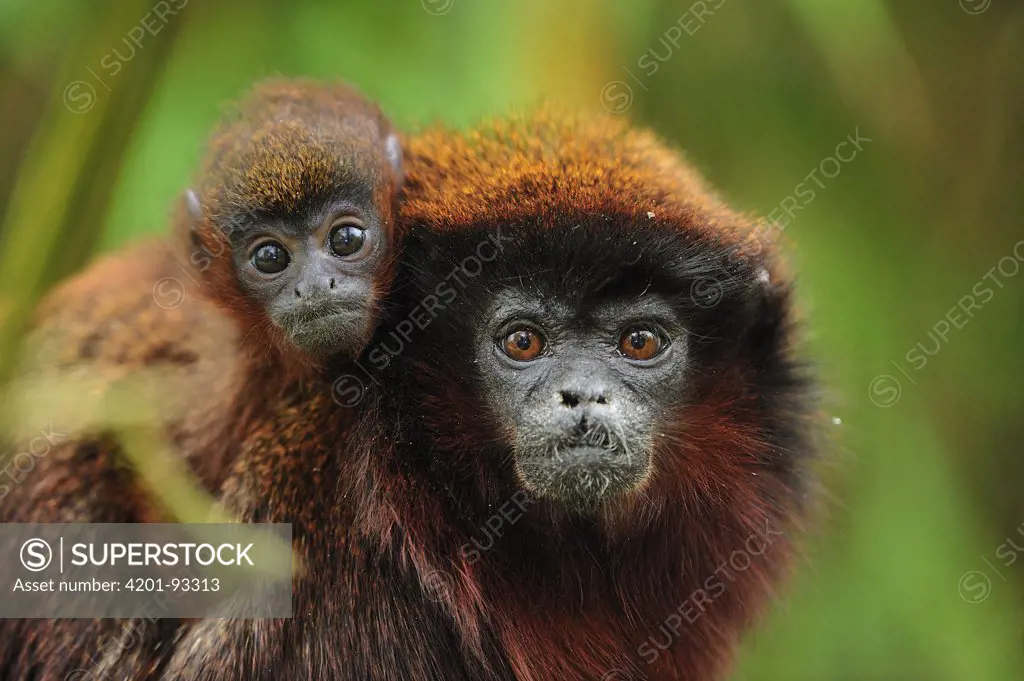 Coppery Titi (Callicebus cupreus) mother carrying young, native to Brazil
