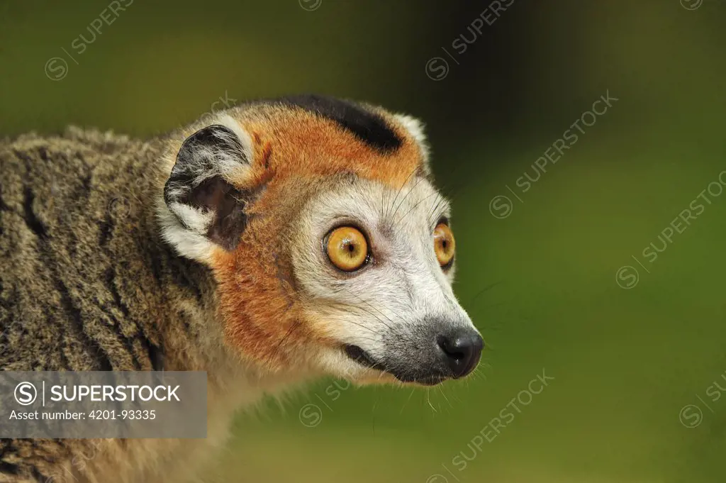 Crowned Lemur (Eulemur coronatus) male, native to Madagascar