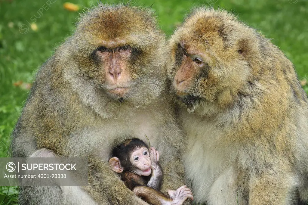 Barbary Macaque (Macaca sylvanus) female with mother and young, native to northern Africa