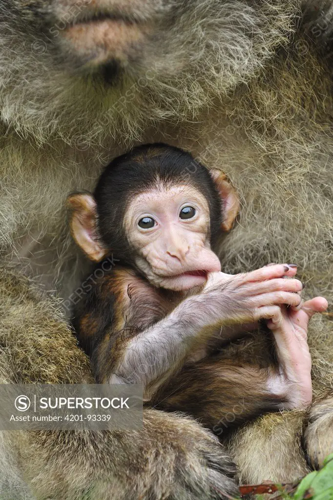 Barbary Macaque (Macaca sylvanus) mother with young sticking finger into its mouth, native to northern Africa