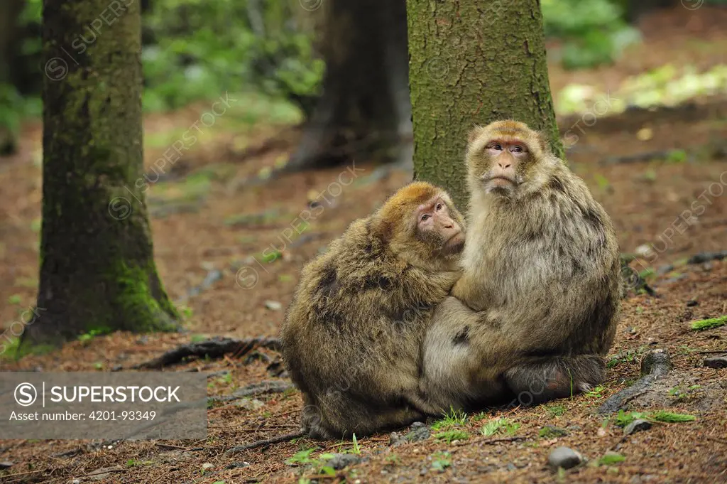Barbary Macaque (Macaca sylvanus) pair, native to northern Africa