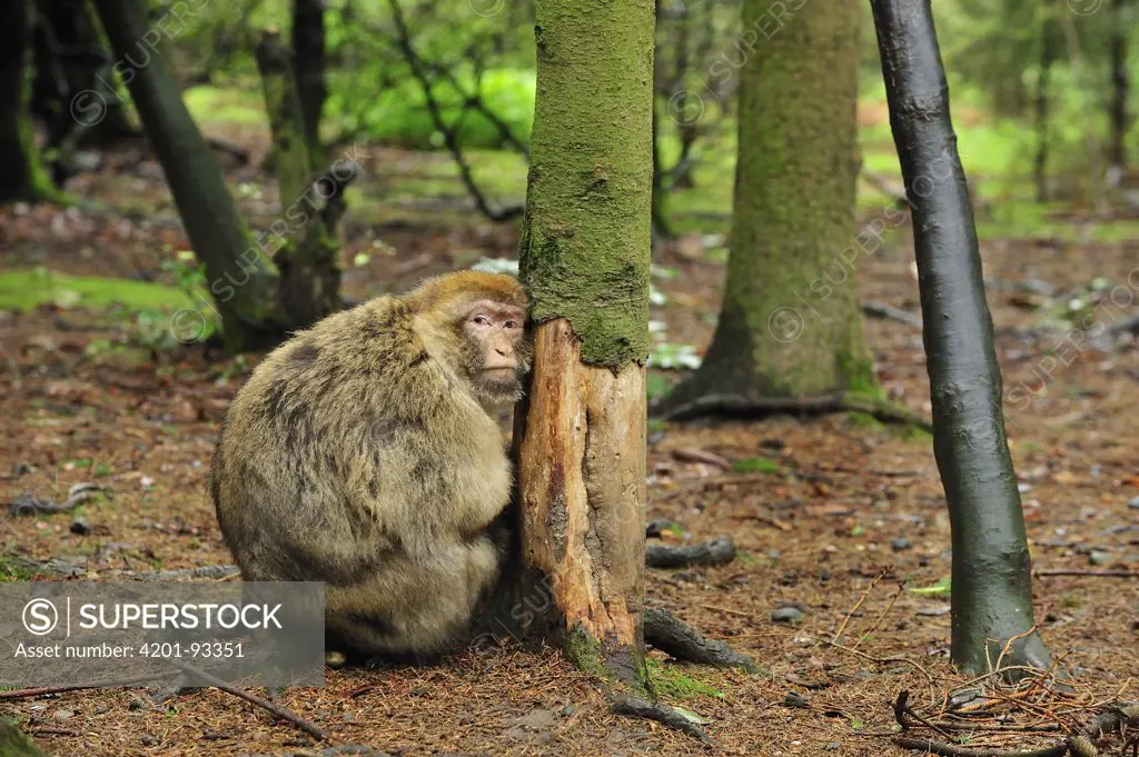 Barbary Macaque (Macaca sylvanus) on tree that has had its bark eaten off, native to northern Africa
