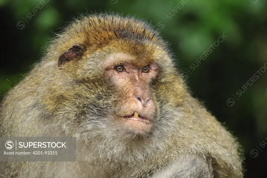 Barbary Macaque (Macaca sylvanus), native to northern Africa