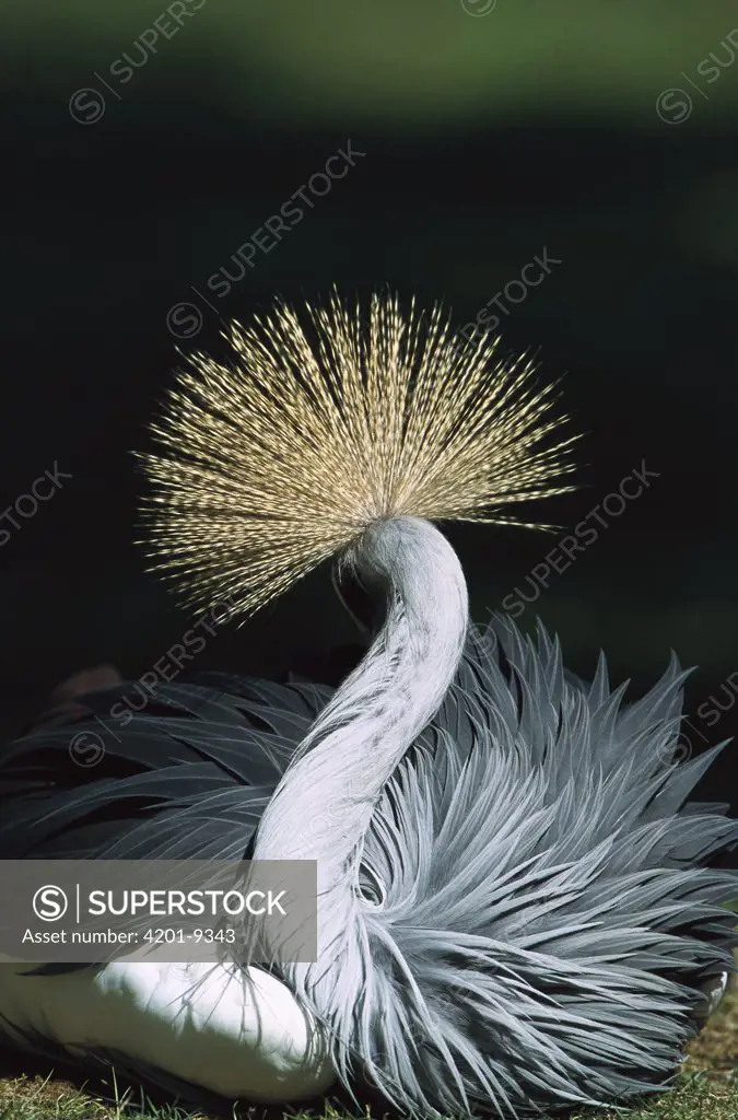 Grey Crowned Crane (Balearica regulorum) showing crest from back