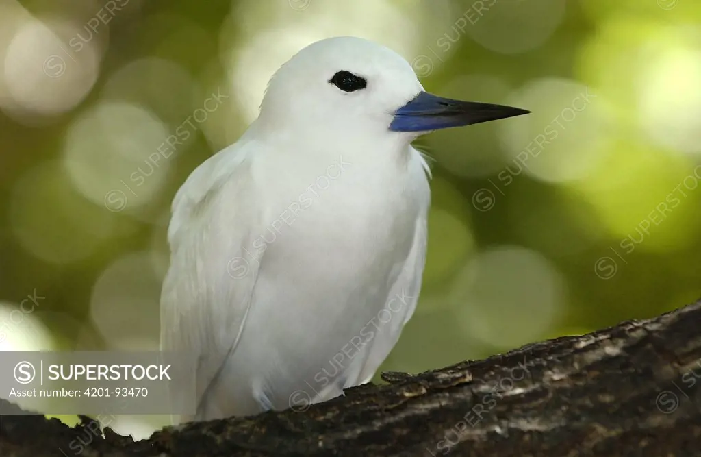 White Tern (Gygis alba), Aldabra, Seychelles