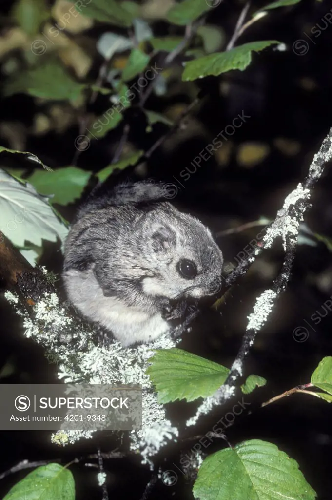 Russian Flying Squirrel (Pteromys volans), Ural mountains, Pechora-Ilych Reserve, Komi, Russia