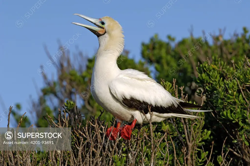 Red-footed Booby (Sula sula) on nest, Aldabra, Seychelles